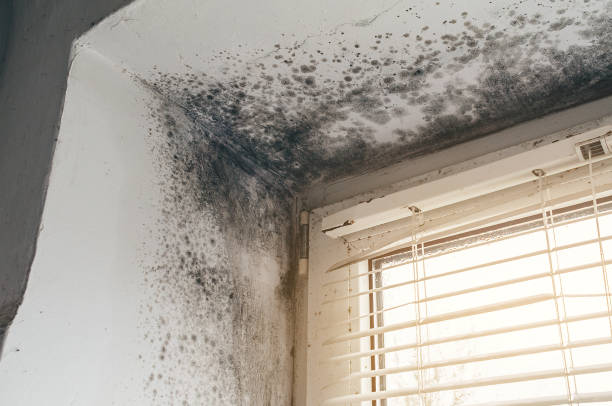 Affordable Bathroom Mold Removal solutions in Gillette, NJ